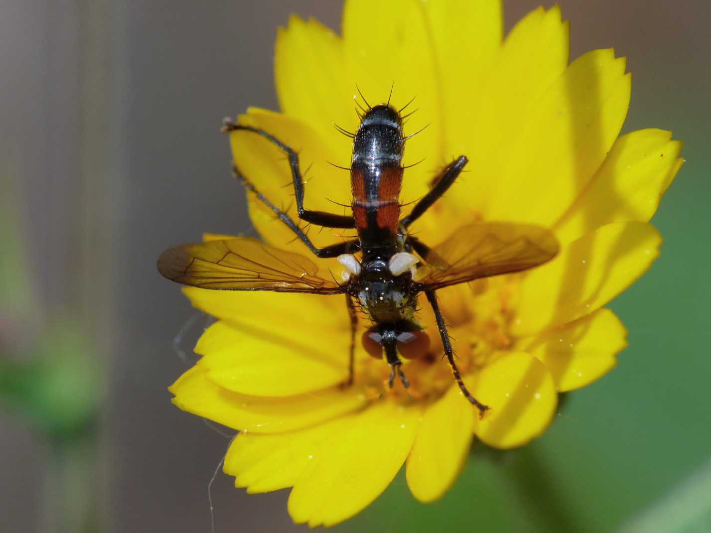 Cylindromia piccola?